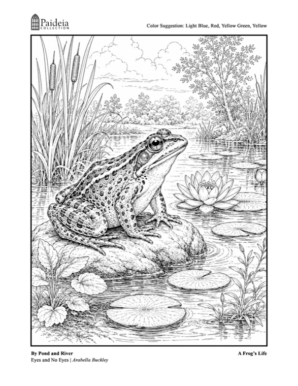 Line drawing of a frog on a stone among water lilies, ready to color