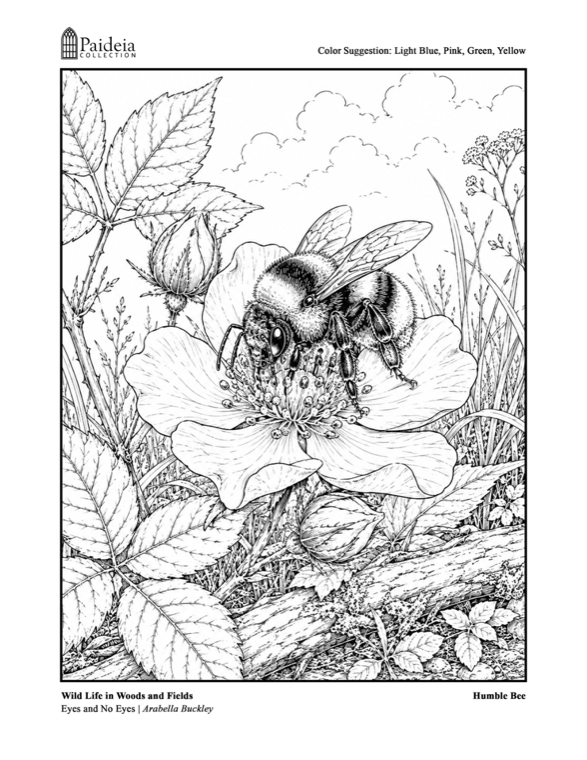 Line drawing of a humble bee on a wild rose, ready to color