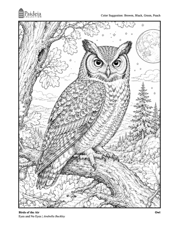 Line drawing of an owl on a branch under a full moon, ready to color